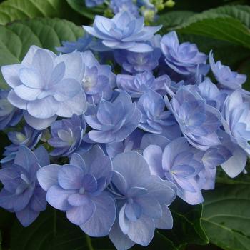 Hydrangea macrophylla Youme™ 'Romance' (188934)