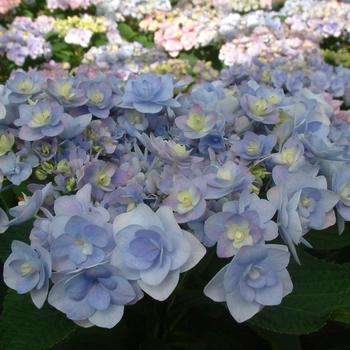 Hydrangea macrophylla Youme™ 'Passion' (188937)