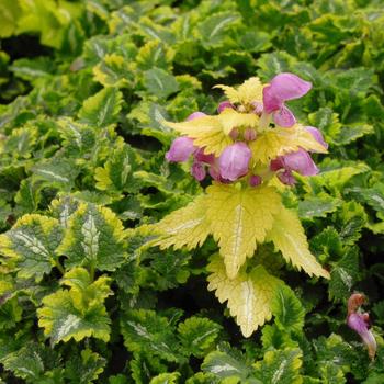 Lamium maculatum 'Golden Anniversary' (189019)