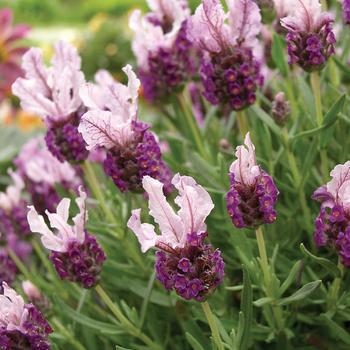 Lavandula stoechas Ruffles™ 'Boysenberry Ruffles' (189035)