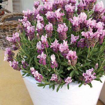 Lavandula stoechas Ruffles™ 'Boysenberry Ruffles' (189036)