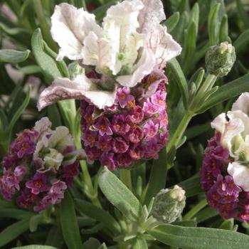 Lavandula stoechas Ruffles™ 'Boysenberry Ruffles' (189038)