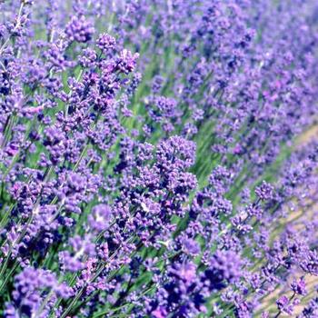 Lavandula angustifolia 'Violet Intrigue' (189039)