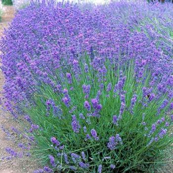 Lavandula angustifolia 'Violet Intrigue' (189041)