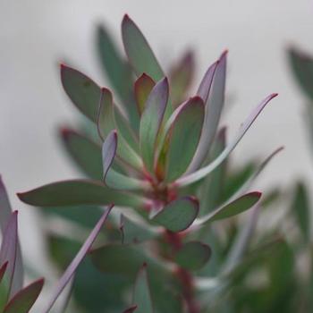 Leucadendron Royal Hawaiian® 'Hawaii Magic' (189042)