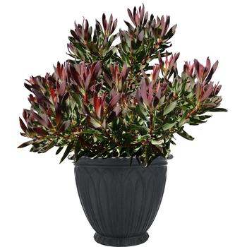 Leucadendron Royal Hawaiian® 'Hawaii Magic' (189044)