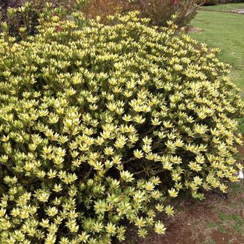 Leucadendron Royal Hawaiian® 'Hawaii Sunrise' (189046)