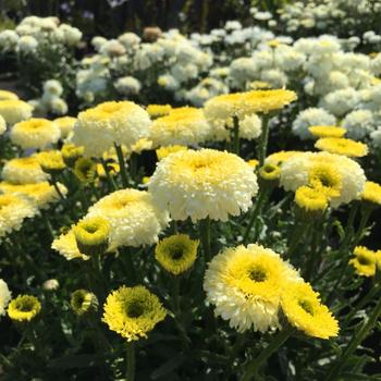 Leucanthemum x superbum Realflor® CC 'Real Deal' (189049)