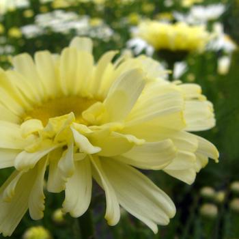 Leucanthemum x superbum Realflor® CC 'Real Dream' (189053)