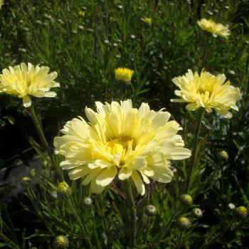 Leucanthemum x superbum Realflor® CC 'Real Dream' (189055)