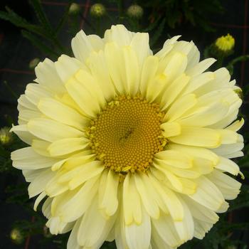 Leucanthemum x superbum Realflor® CC 'Real Dream' (189056)