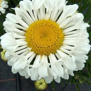 Leucanthemum x superbum Realflor® CC 'Real Neat' (189057)