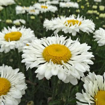 Leucanthemum x superbum Realflor® CC 'Real Neat' (189059)