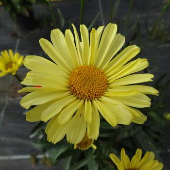 Leucanthemum x superbum Realflor® CC 'Real Sunbeam' (189060)