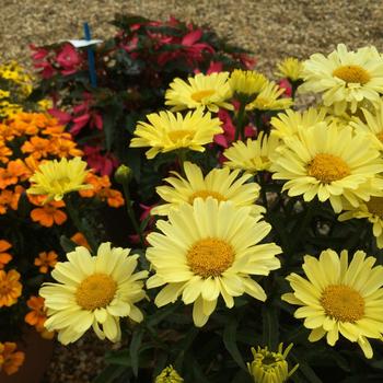 Leucanthemum x superbum Realflor® CC 'Real Sunbeam' (189061)