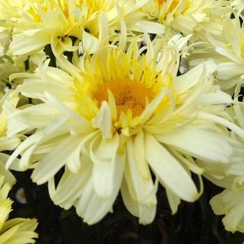 Leucanthemum x superbum Realflor® MC 'Real Charmer' (189063)