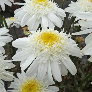 Leucanthemum x superbum Realflor® MC 'Real Comet' (189065)