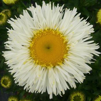 Leucanthemum x superbum Realflor® MC 'Real Galaxy' (189067)