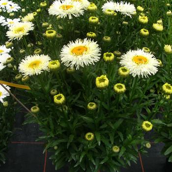 Leucanthemum x superbum Realflor® MC 'Real Galaxy' (189068)