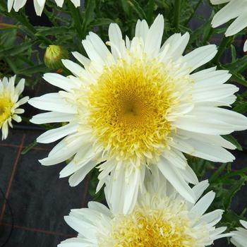 Leucanthemum x superbum Realflor® MC 'Real Glory' (189070)