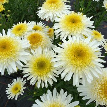 Leucanthemum x superbum Realflor® MC 'Real Glory' (189071)