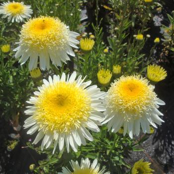 Leucanthemum x superbum Realflor® MC 'Real Glory' (189072)