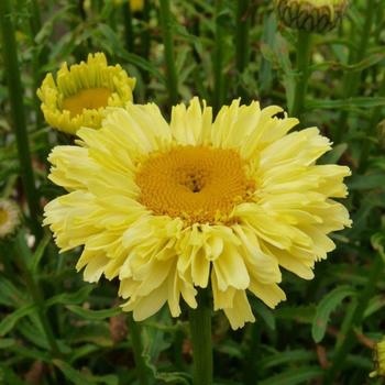 Leucanthemum x superbum Realflor® MC 'Real Goldcup' (189074)