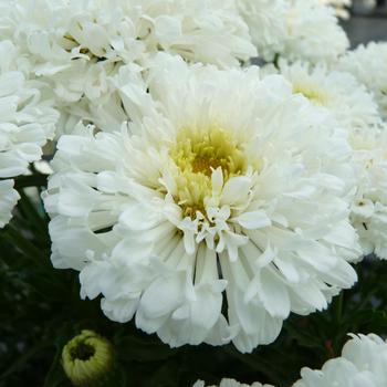 Leucanthemum x superbum Realflor® MC 'Real Snowball' (189075)