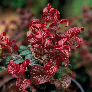 Leucothoe axillaris 'Curly Red' (189077)