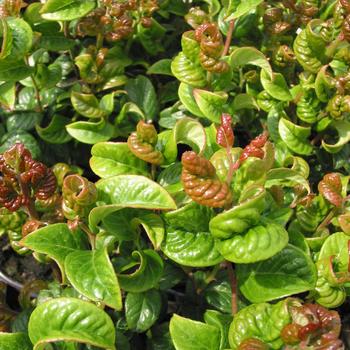 Leucothoe axillaris 'Curly Red' (189079)