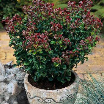 Leucothoe axillaris 'Curly Red' (189080)