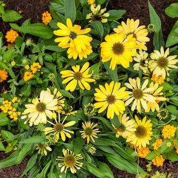 Echinacea Color Coded™ 'Yellow My Darling' (189128)