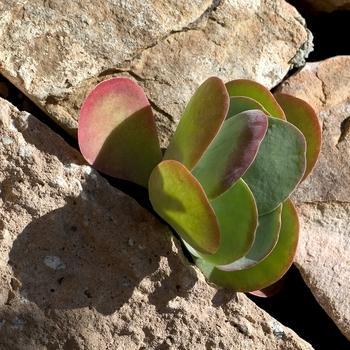 Kalanchoe luciae '' (189181)