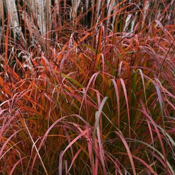 Miscanthus sinensis Mystal™ 'Fire Dragon' (189305)