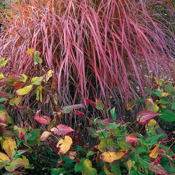 Miscanthus sinensis Mystal™ 'Fire Dragon' (189308)