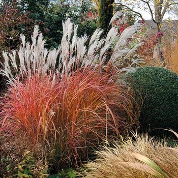 Miscanthus sinensis Mystal™ 'Fire Dragon' (189309)