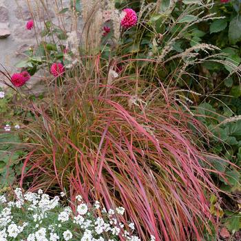 Miscanthus sinensis 'Little Miss' (189310)