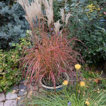 Miscanthus sinensis 'Little Miss' (189312)