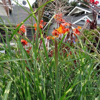 Miscanthus sinensis Mystal™ 'Tiger Tail' (189315)