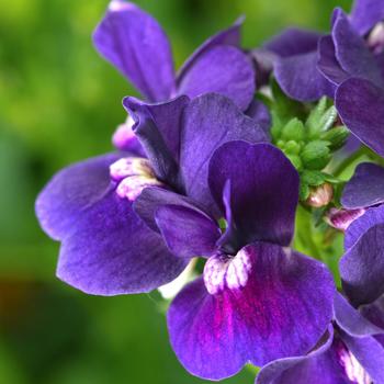 Nemesia Escential™ 'Blackberry' (189322)