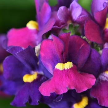 Nemesia Escential™ 'Bumbleberry' (189328)