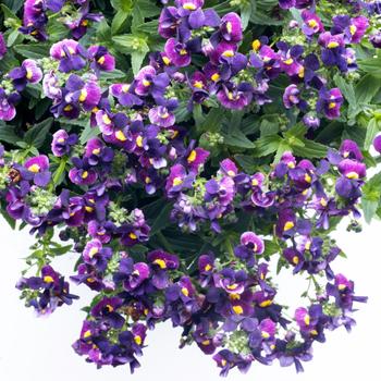 Nemesia Escential™ 'Bumbleberry' (189334)