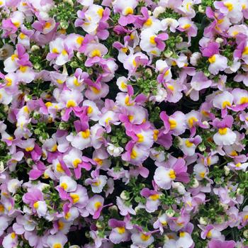 Nemesia Escential™ 'Pinkberry' (189337)