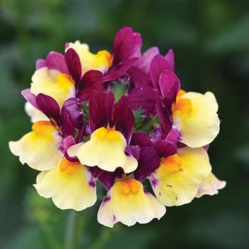 Nemesia Escential™ 'Raspberry Lemonade' (189339)