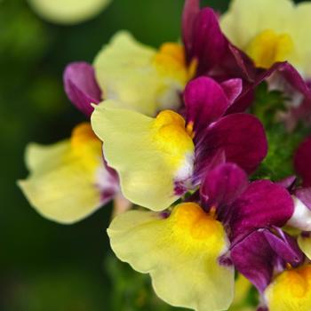 Nemesia Escential™ 'Raspberry Lemonade' (189340)