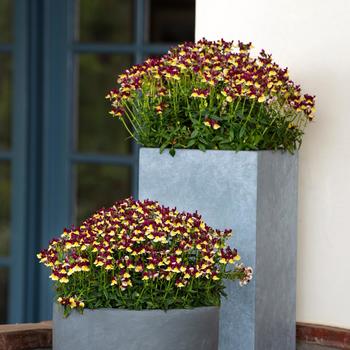 Nemesia Escential™ 'Raspberry Lemonade' (189342)