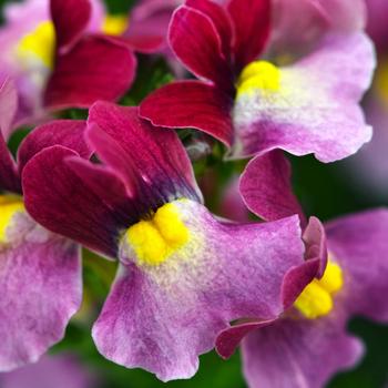 Nemesia Escential™ 'Strawberry' (189344)