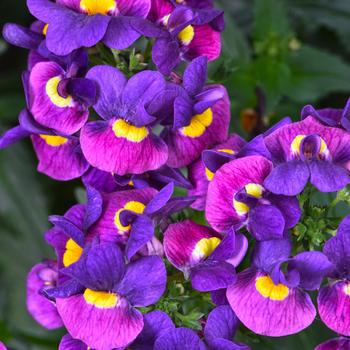 Nemesia Escential™ 'Sugarberry' (189345)