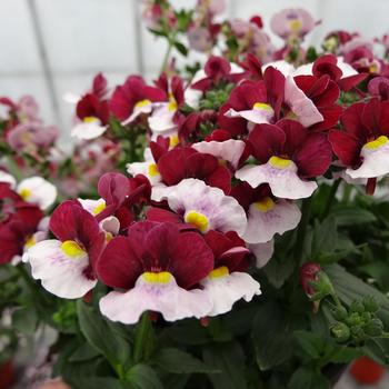 Nemesia Penhow® Cherry™ 'Cherry Red' (189348)