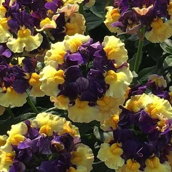 Nemesia Aroma Yellows™ 'Plums & Custard' (189350)